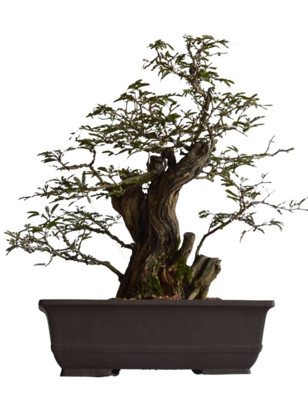 Bonsai Caliandra Spinosa