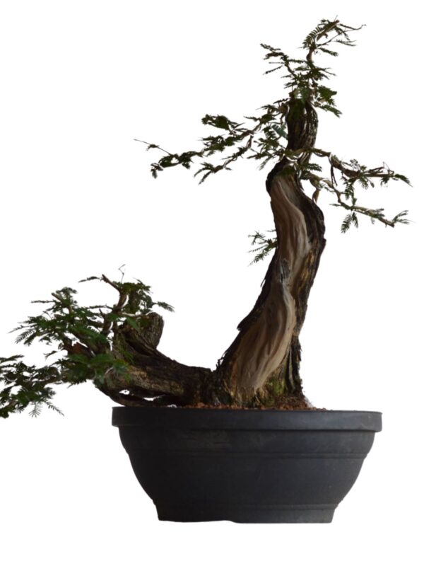 Bonsai Caliandra Spinosa