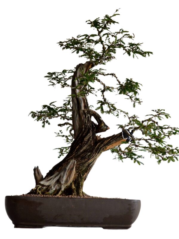 Bonsai Caliandra Spinosa