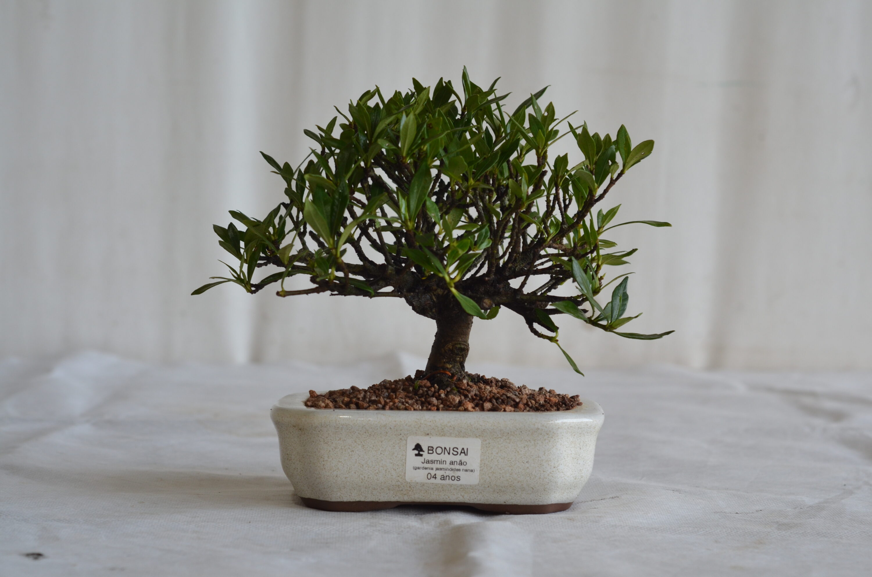 Jasmin