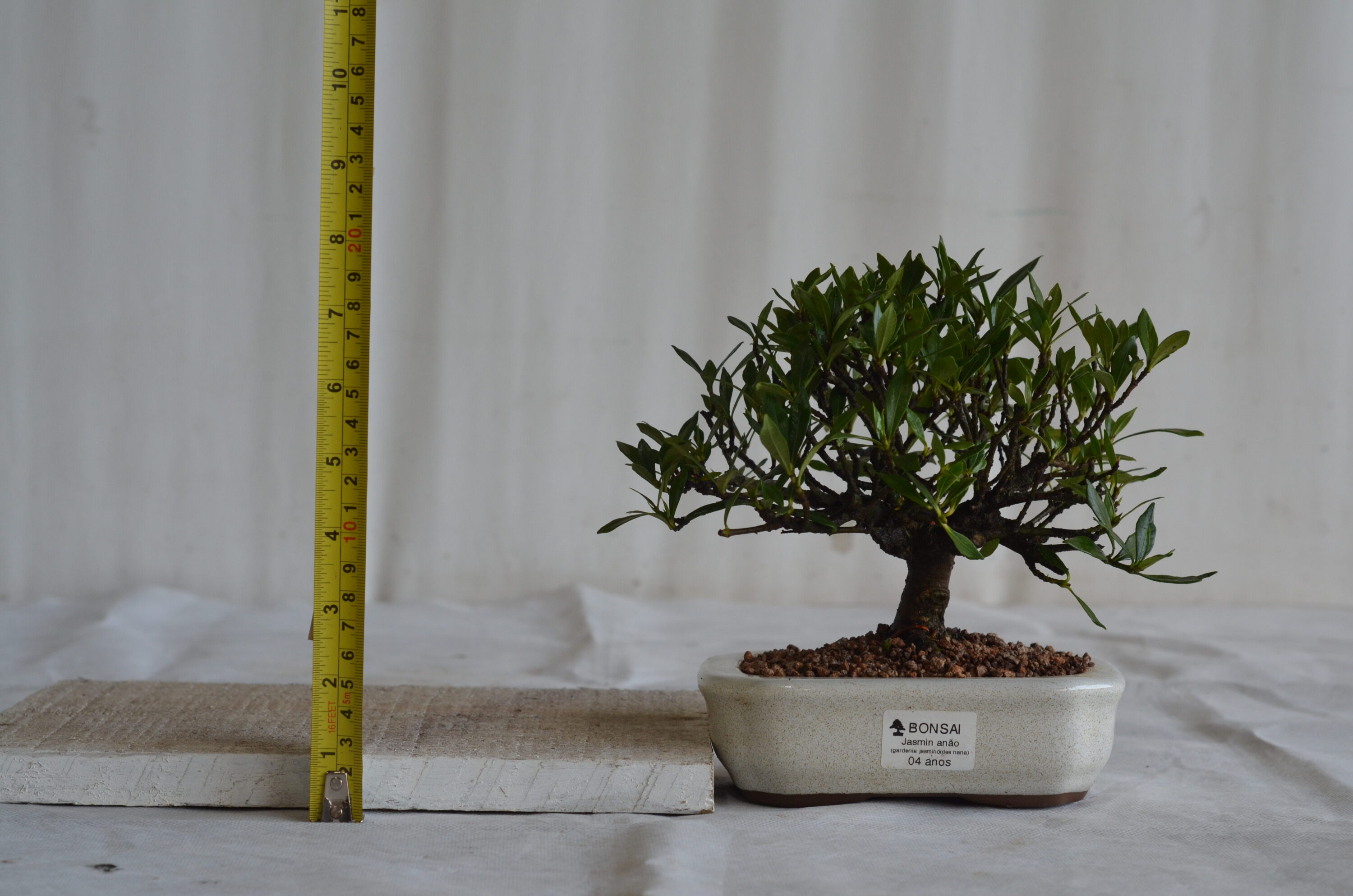 Jasmin