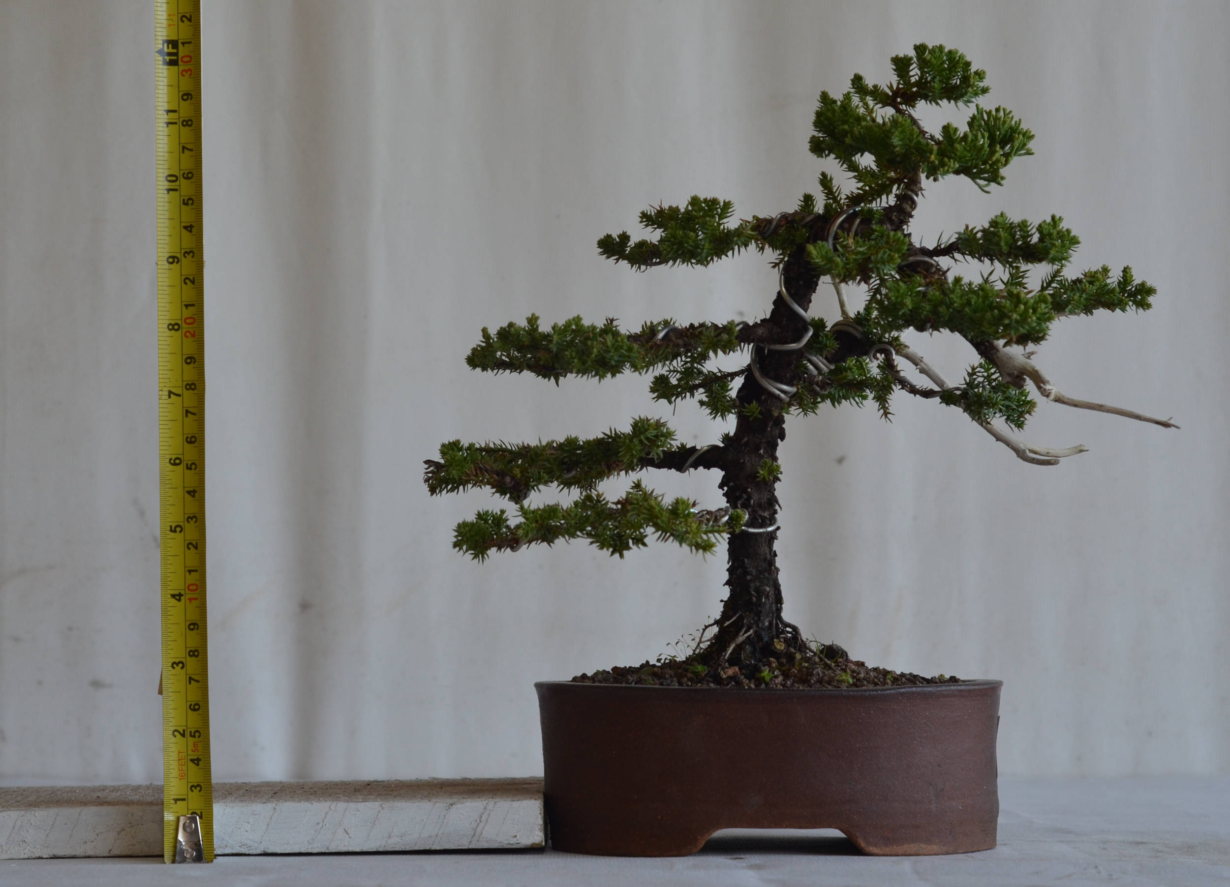 Bonsai Junípero Procumbens - Bonsai Arte Viva