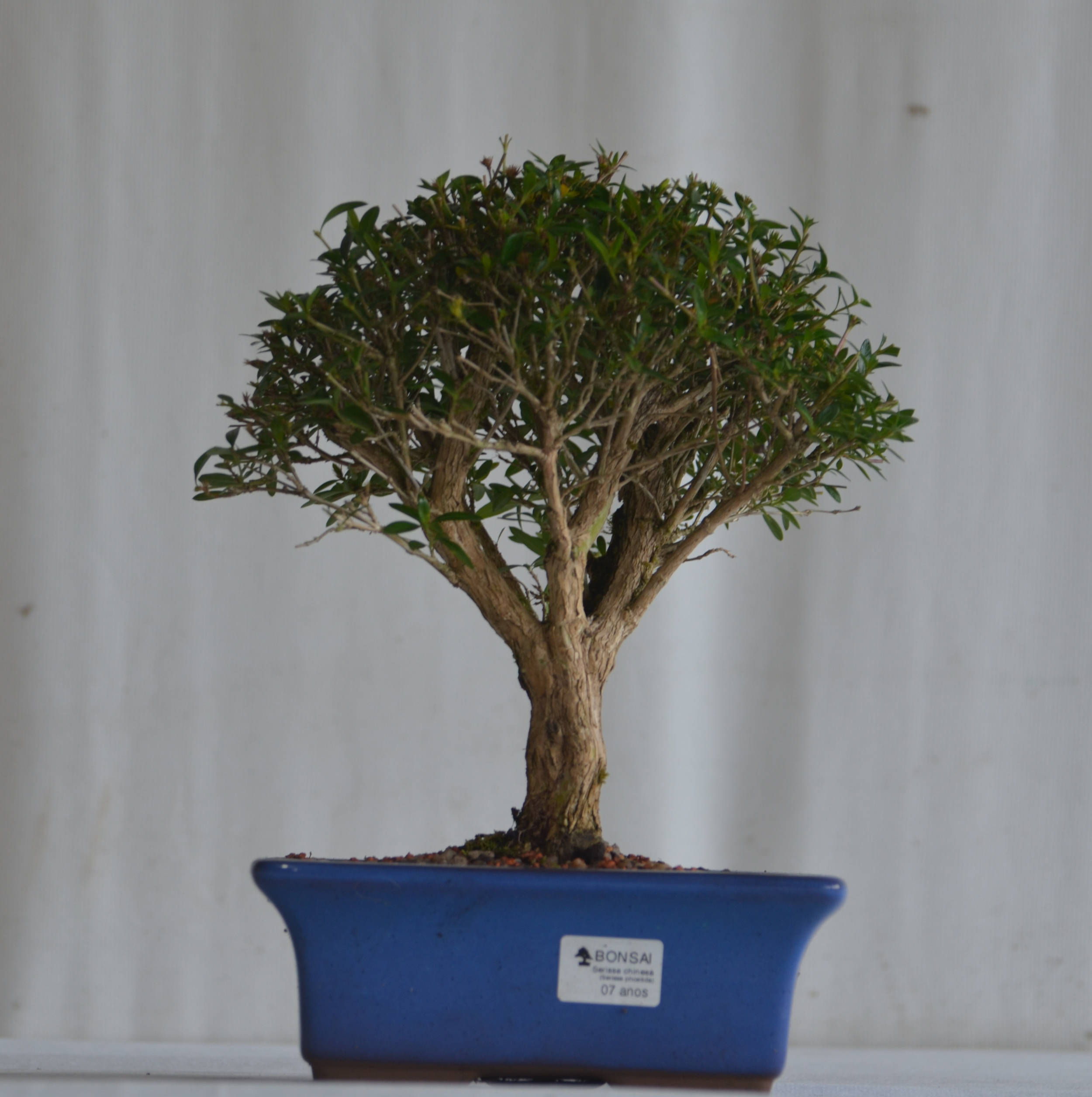 Serissa Phoetida 1 Serissa Chinesa