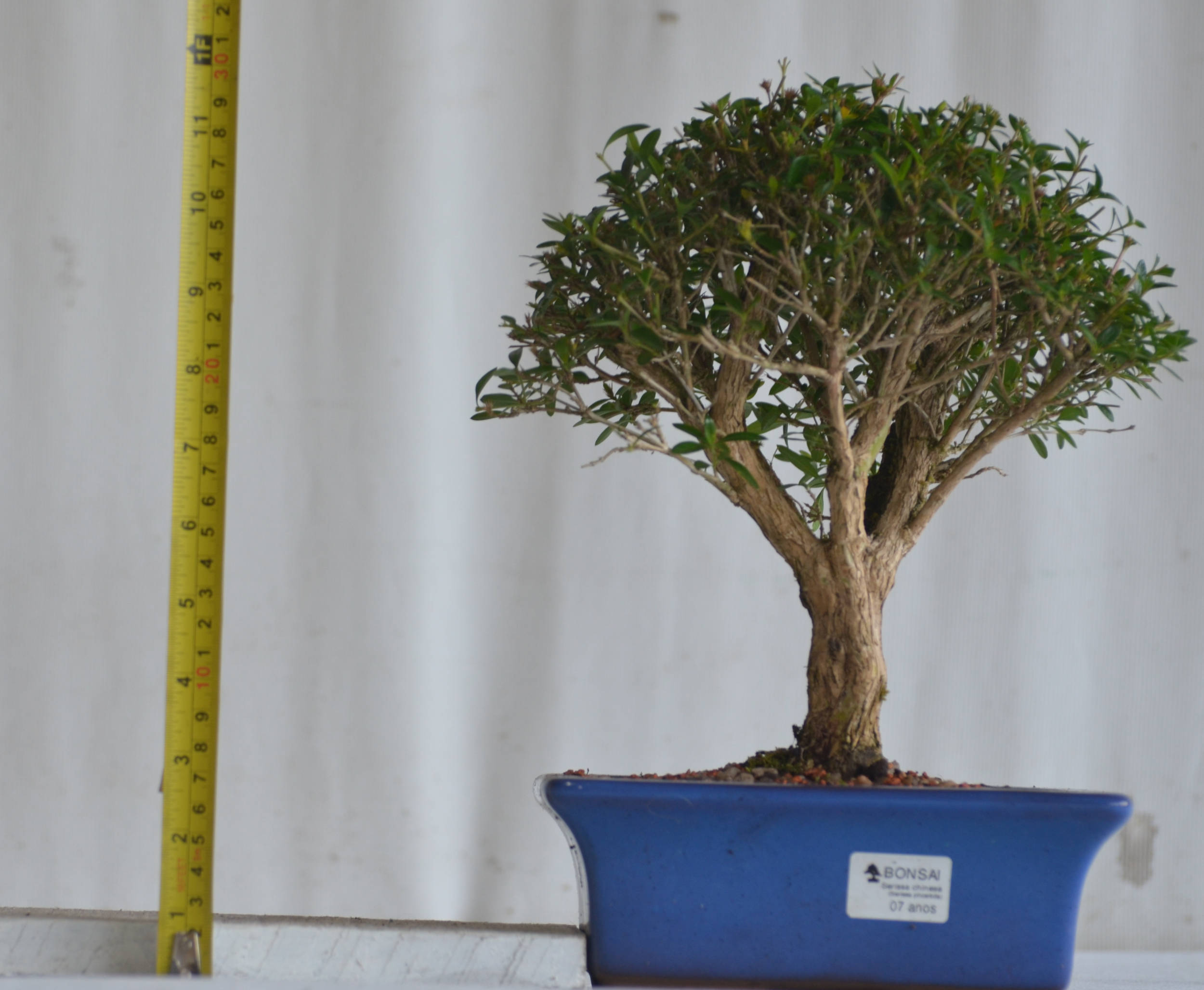 Serissa Phoetida 2 Serissa Chinesa