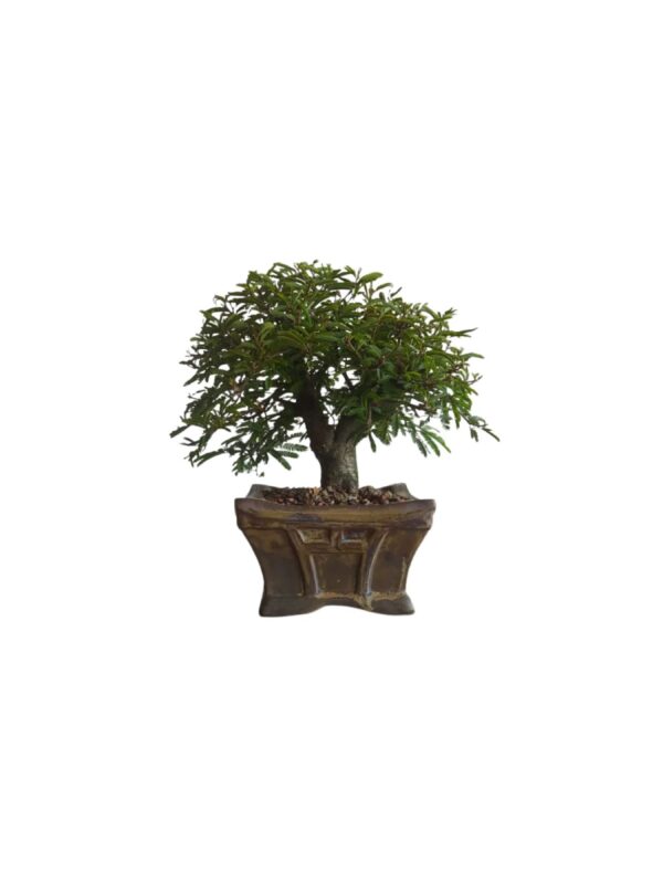 Bonsai Caliandra Rosa