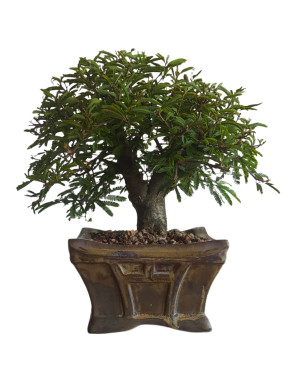 Bonsai Caliandra Rosa