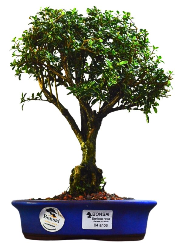 Bonsai Serissa Rosa