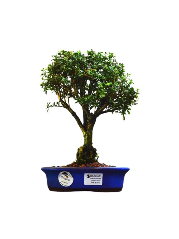 Bonsai Serissa Rosa