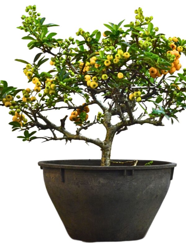 Pré Bonsai Piracanta Amarela