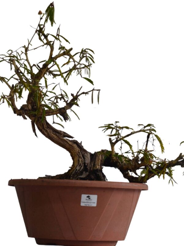 Pré Bonsai Caliandra Spinosa