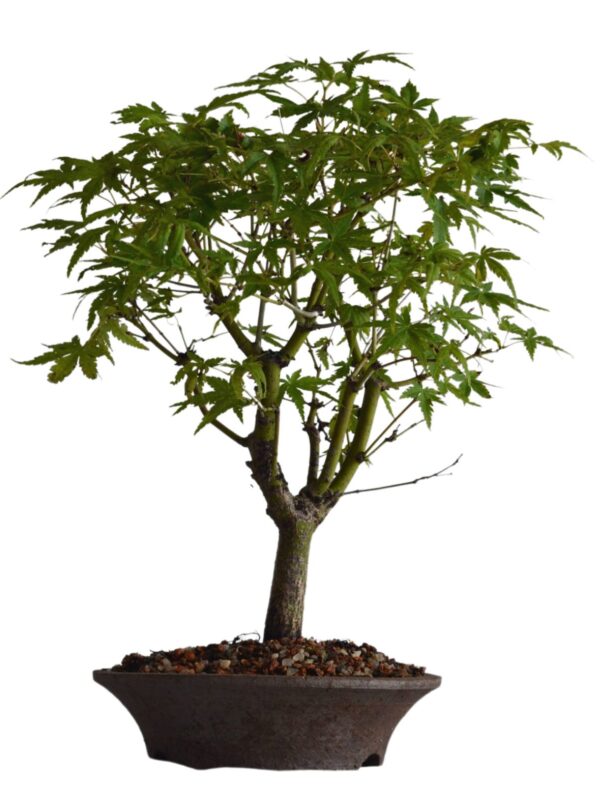 Bonsai Acer Palmatum