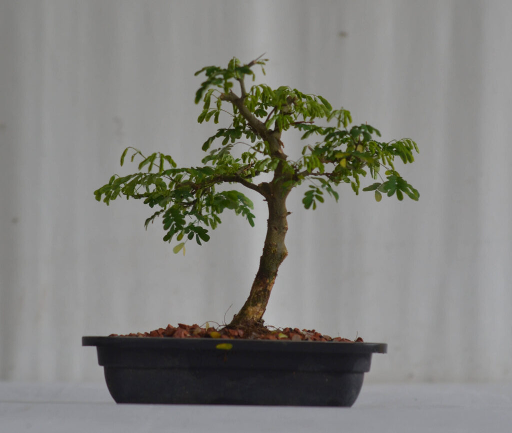 Pré Bonsai Pithecolobium Bonsai Arte Viva