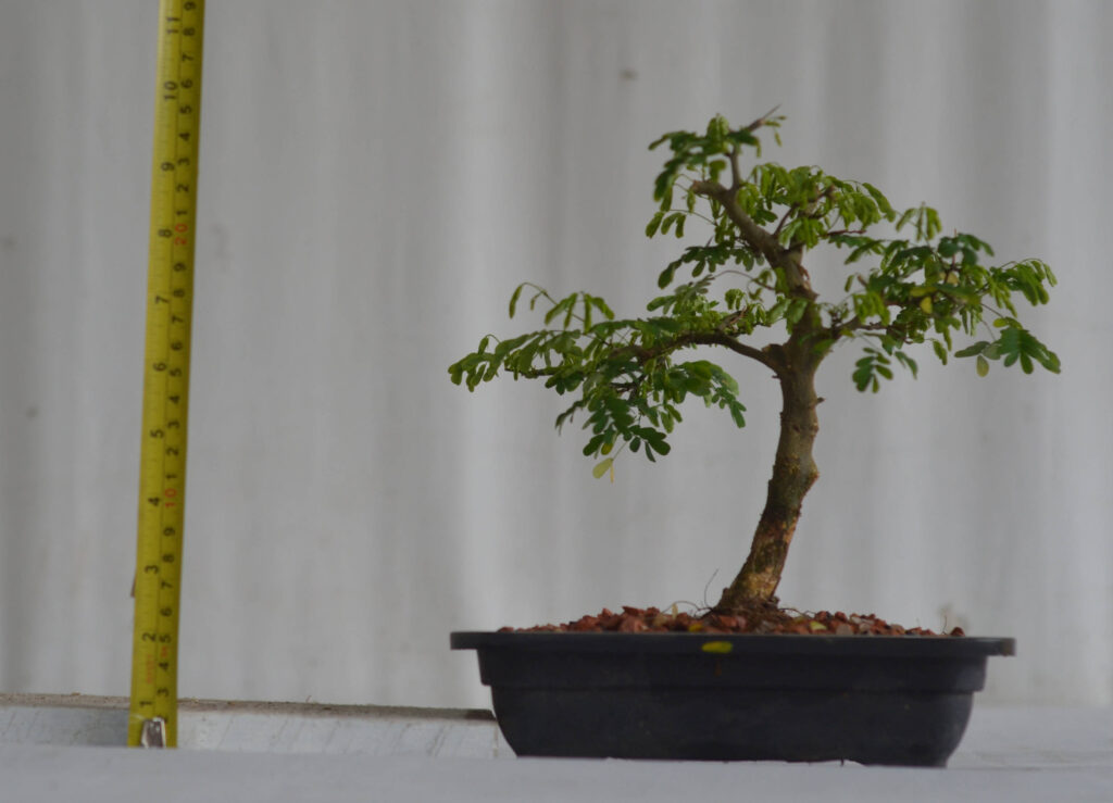 Pré Bonsai Pithecolobium Bonsai Arte Viva