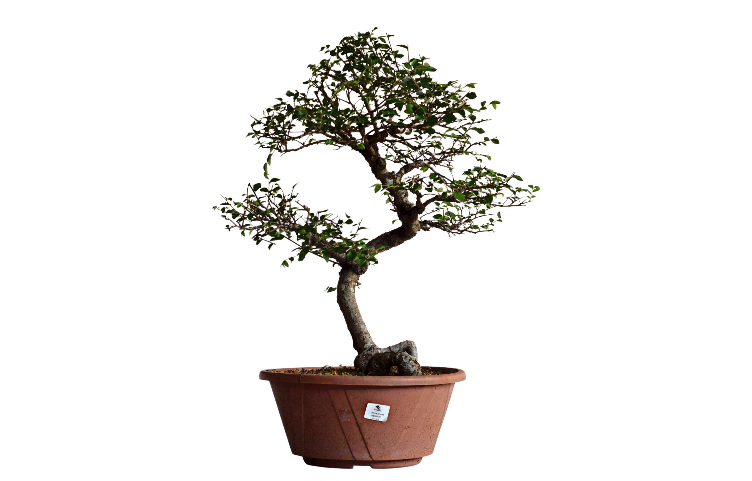 Pré-Bonsai Ulmus Chinês 1 Pré Bonsai Ulmos