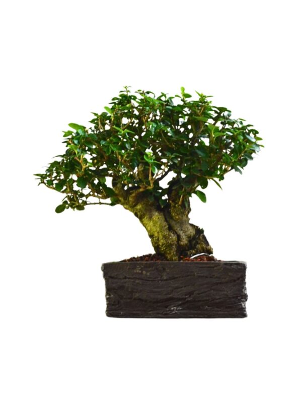 Bonsai Ligustro