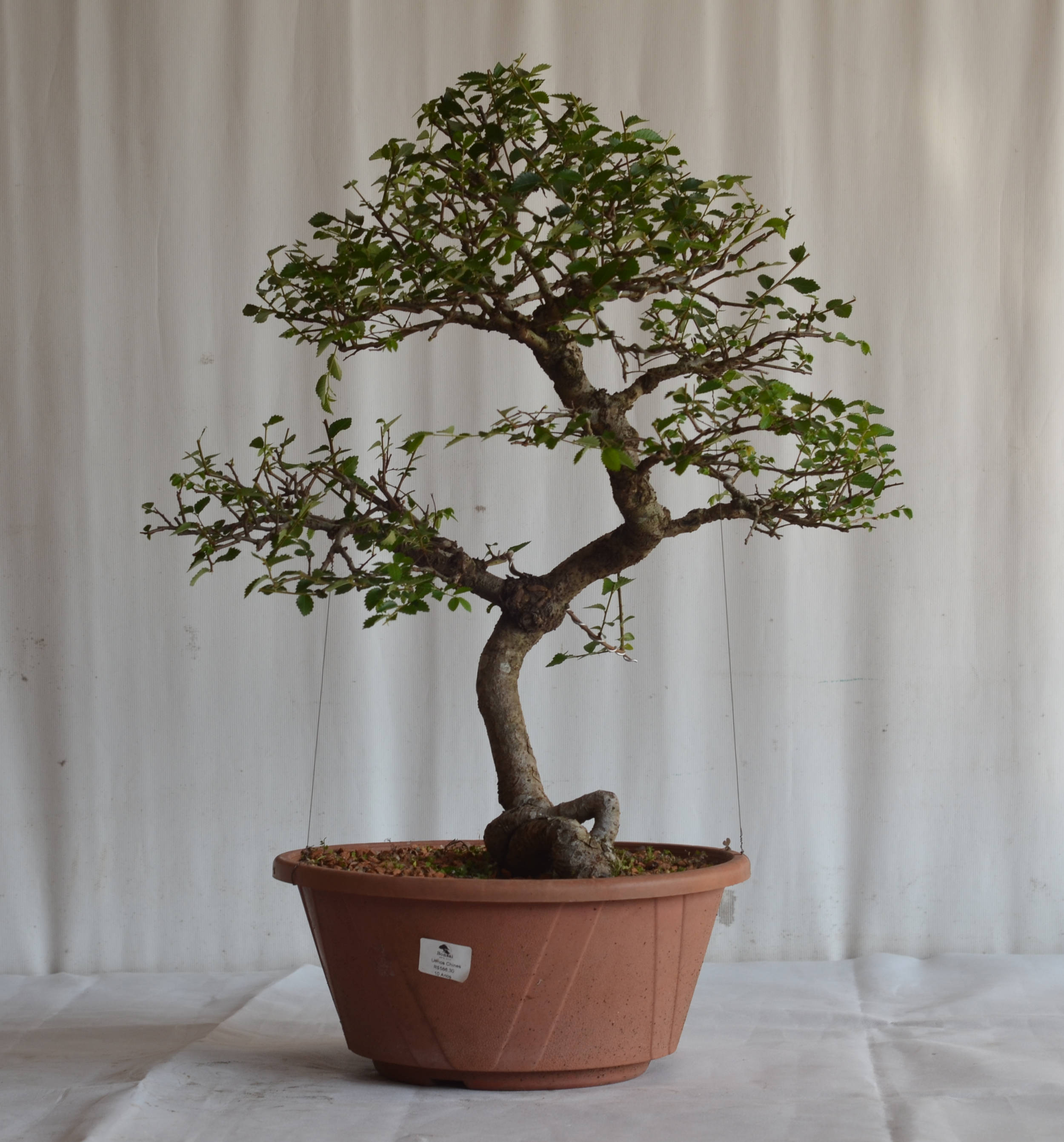 Pré-Bonsai Ulmus Chinês 2 Pré Bonsai Ulmus