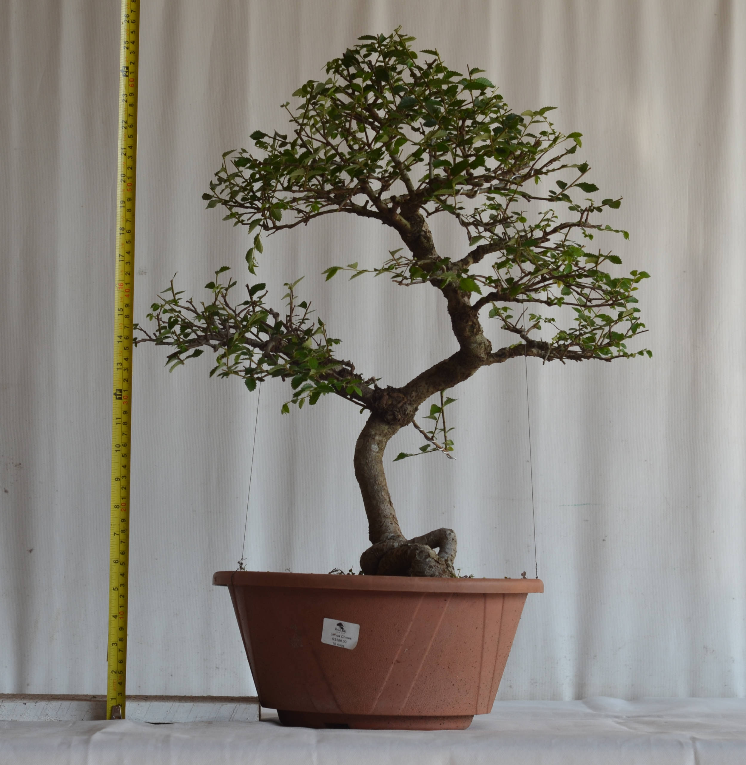 Pré-Bonsai Ulmus Chinês 3 Pré Bonsai Ulmus