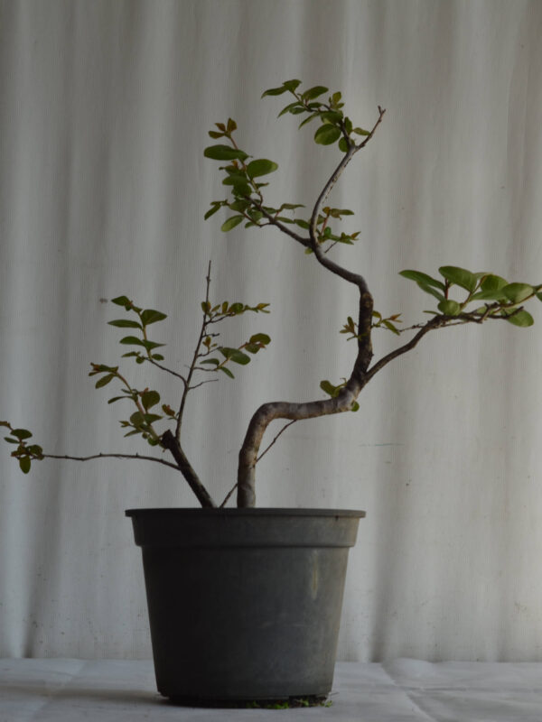 Bonsai Resedá