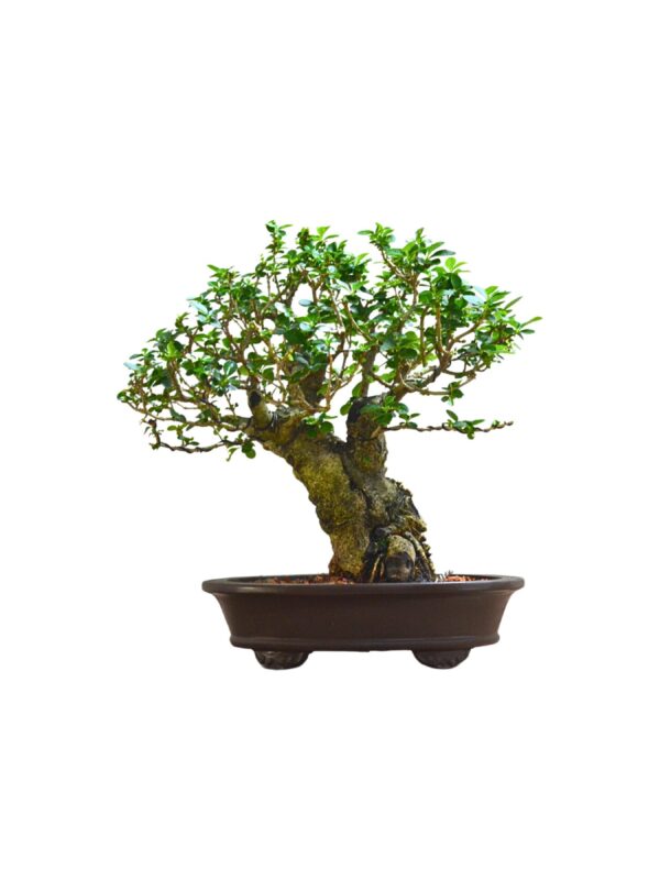 Bonsai Ligustro