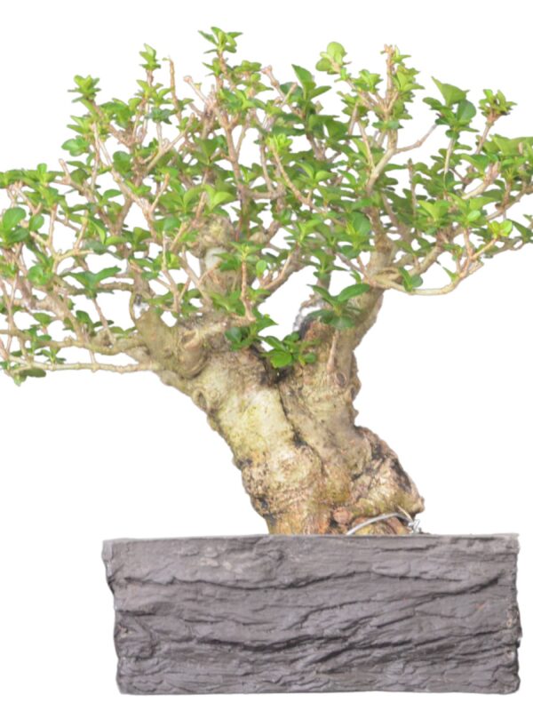 Bonsai Ligustro