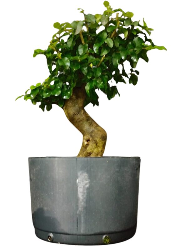 Pré Bonsai Ligustro