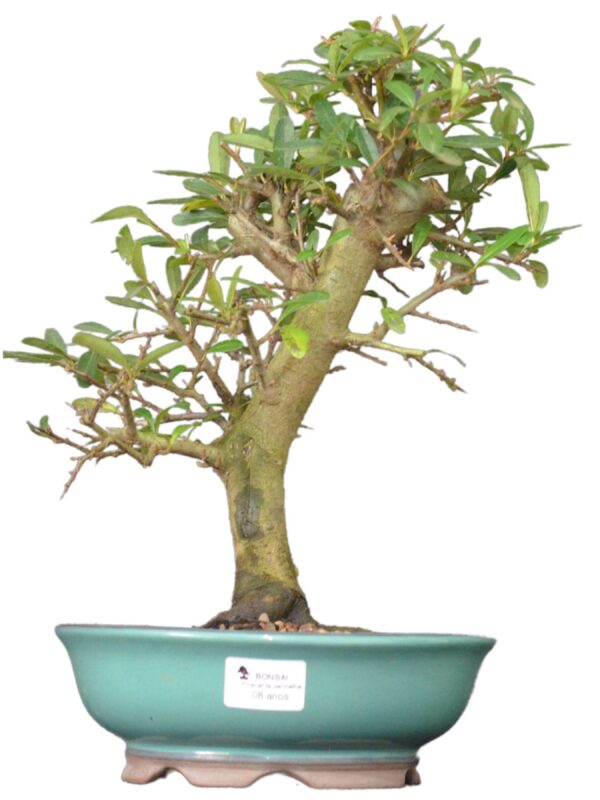 Bonsai Piracanta Vermelha