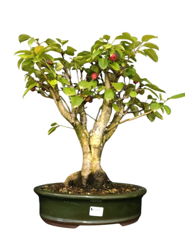 Bonsai Macieira