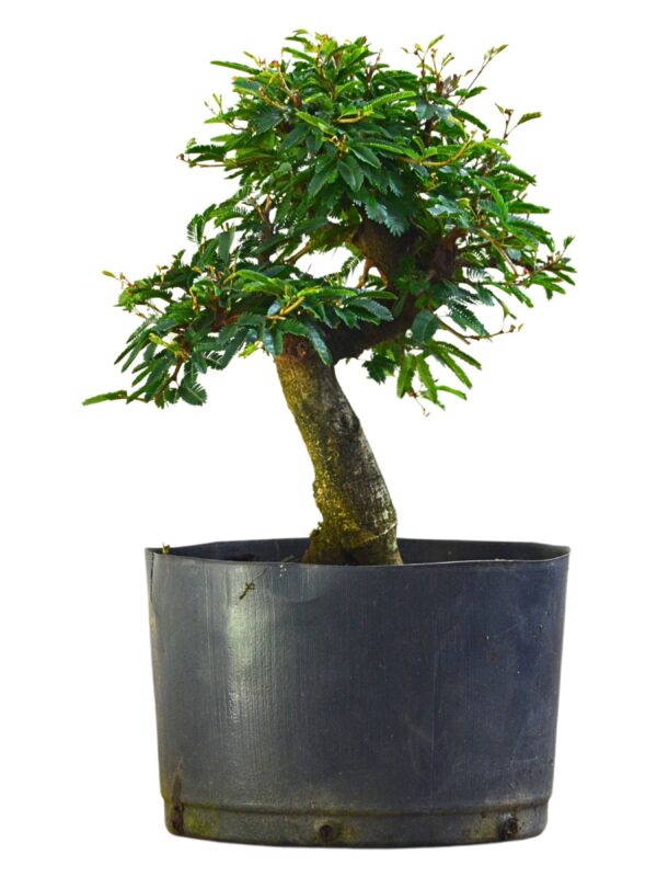 Pré Bonsai Caliandra Rosa