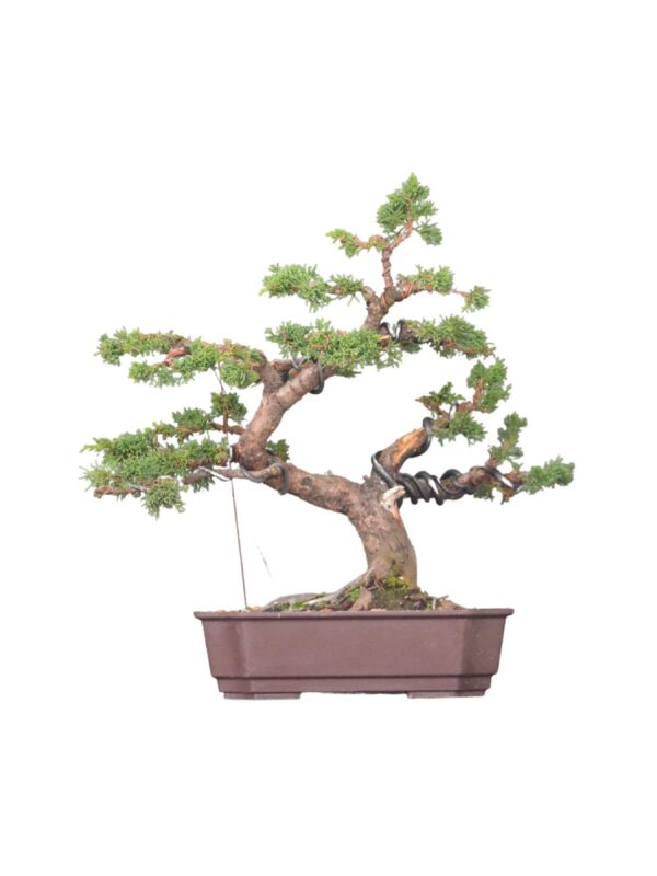 Bonsai Shimpaku Kichu