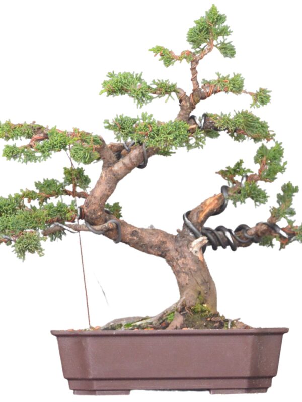 Bonsai Shimpaku Kichu