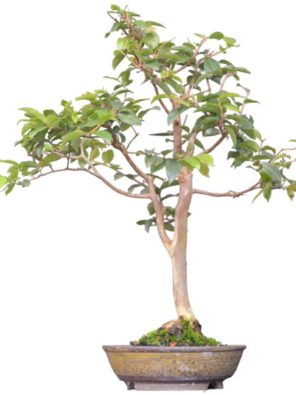 Bonsai Jabuticaba Sabará