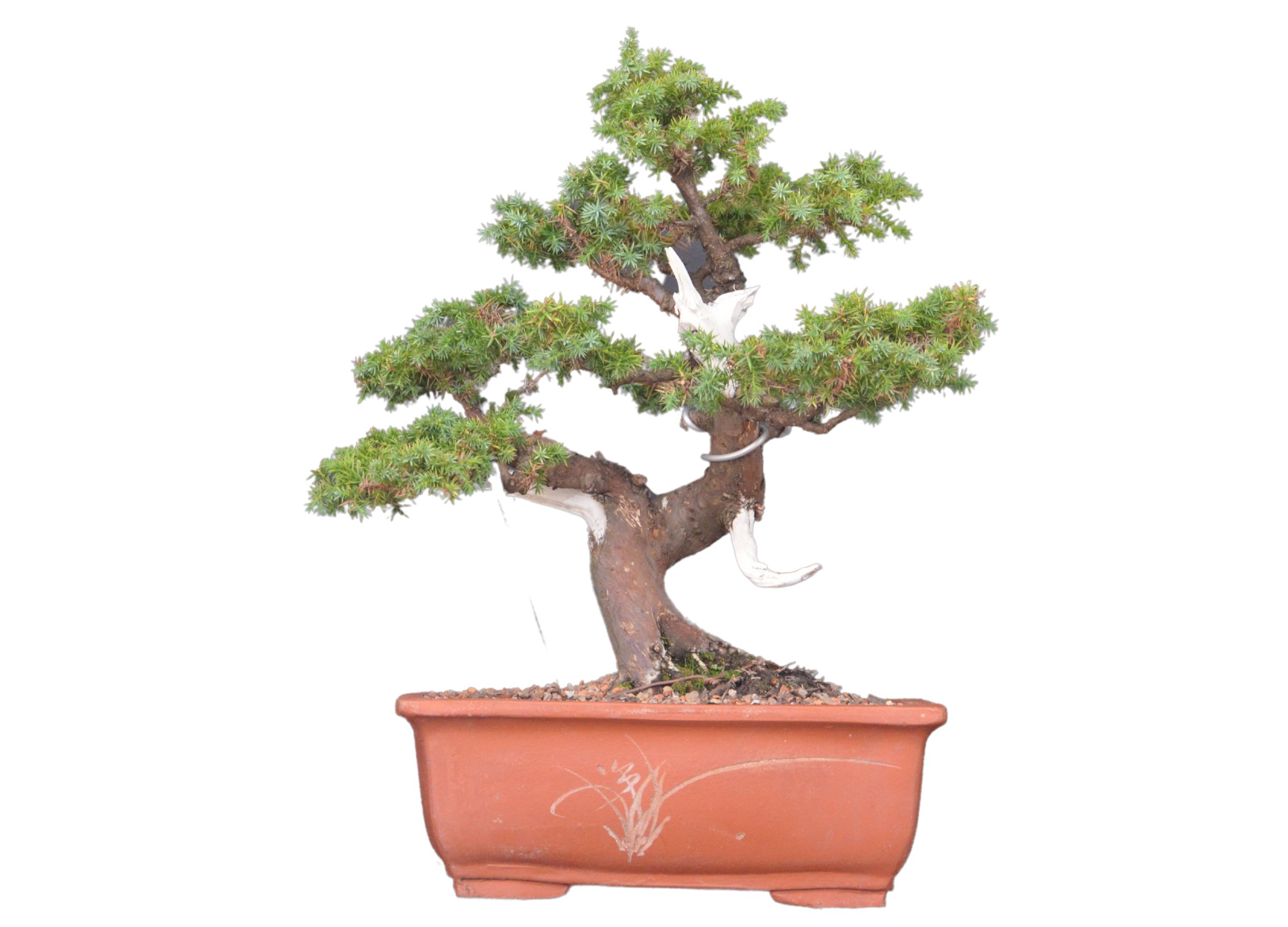 Bonsai Juniperus Formosana - Bonsai Arte Viva