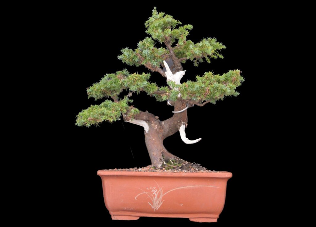 Bonsai Juniperus Formosana - Bonsai Arte Viva