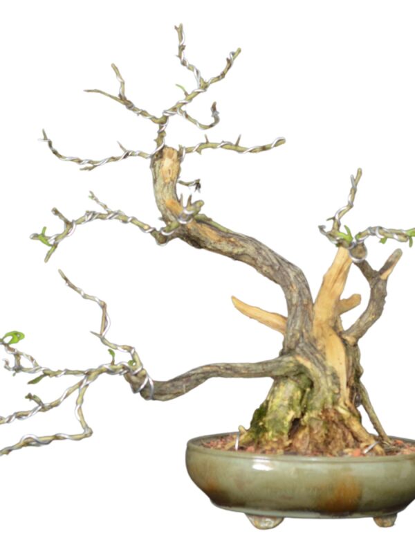 Bonsai Caliandra Spinosa