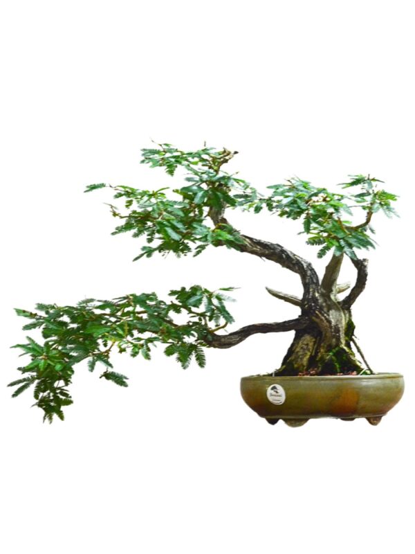 Bonsai Caliandra Rosa