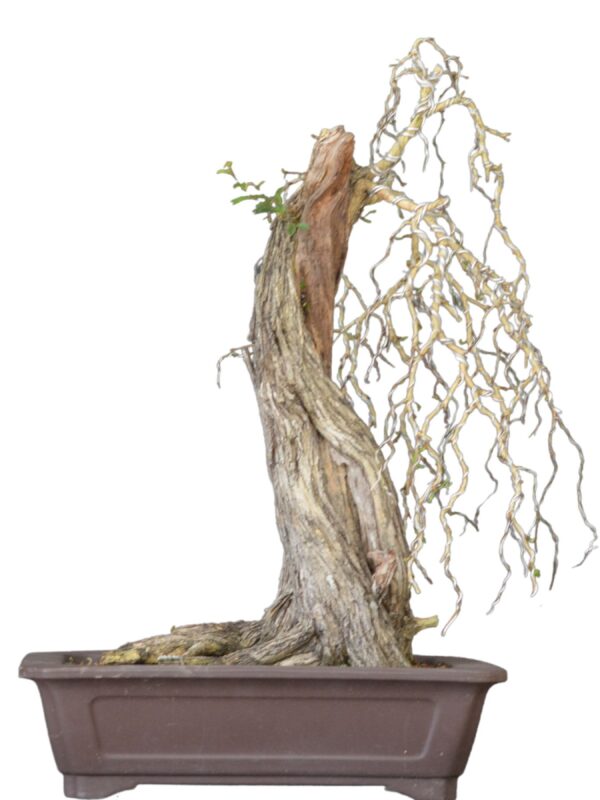 Bonsai Caliandra Spinosa