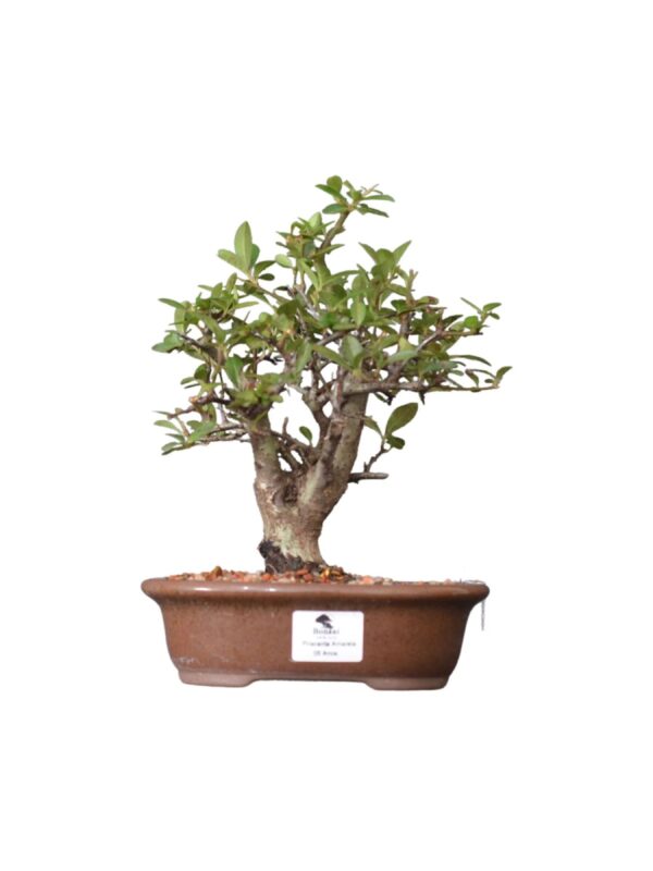 Bonsai Piracanta Amarela