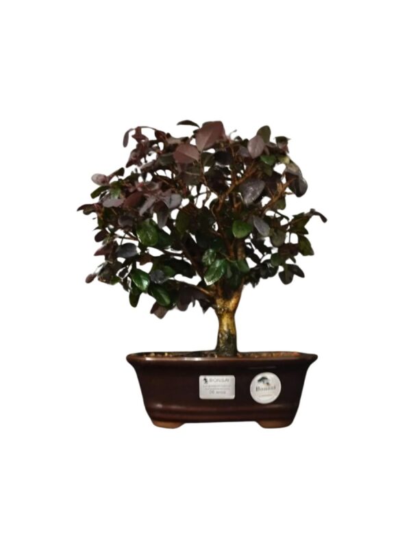 Bonsai Loropetalum Rubrum