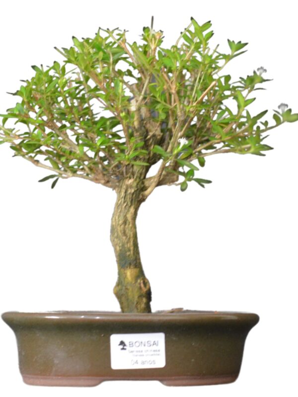 Bonsai Serissa Chinesa