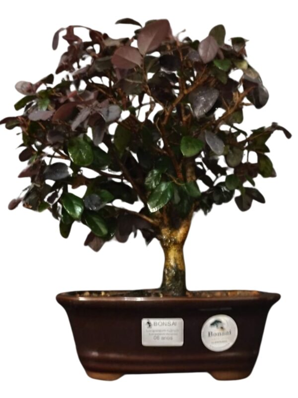 Bonsai Loropetalum Rubrum