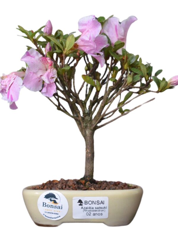 Bonsai Azaléia satsuki