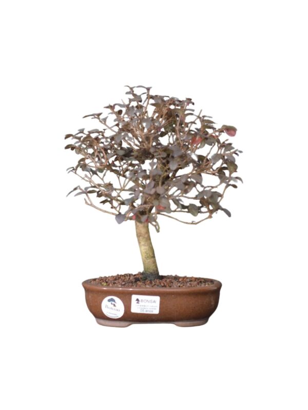 Bonsai Loropetalum Rubrum