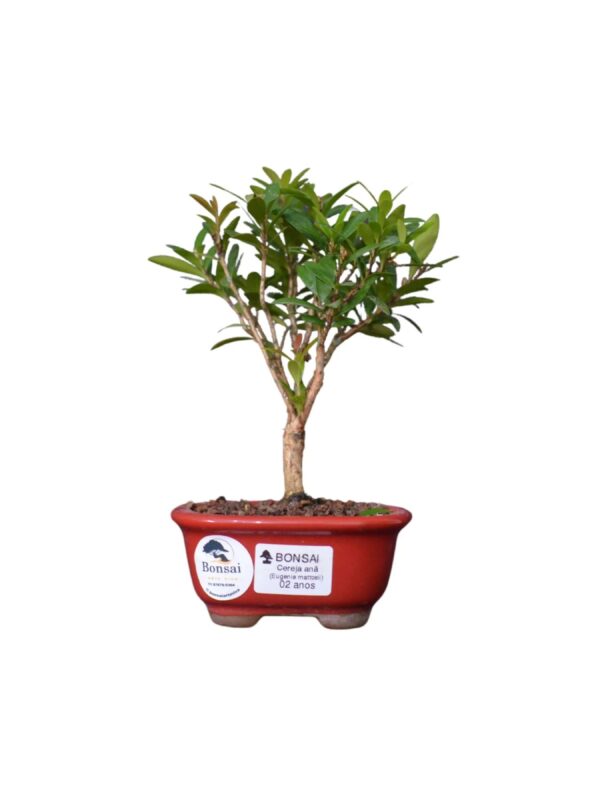 Bonsai Cereja Anã