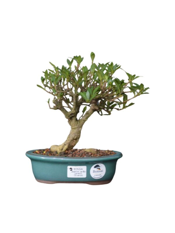 Bonsai Jasmin Anão