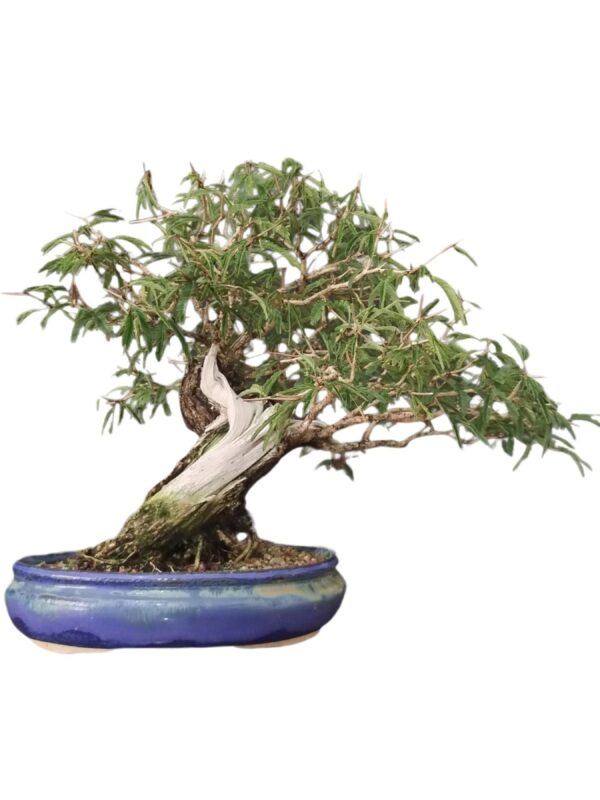 Bonsai Caliandra Spinosa