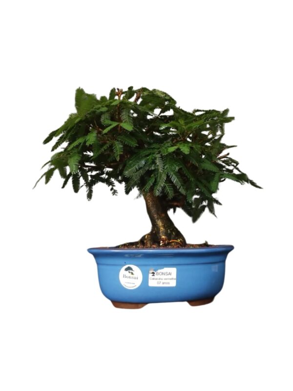 Bonsai Caliandra Vermelha