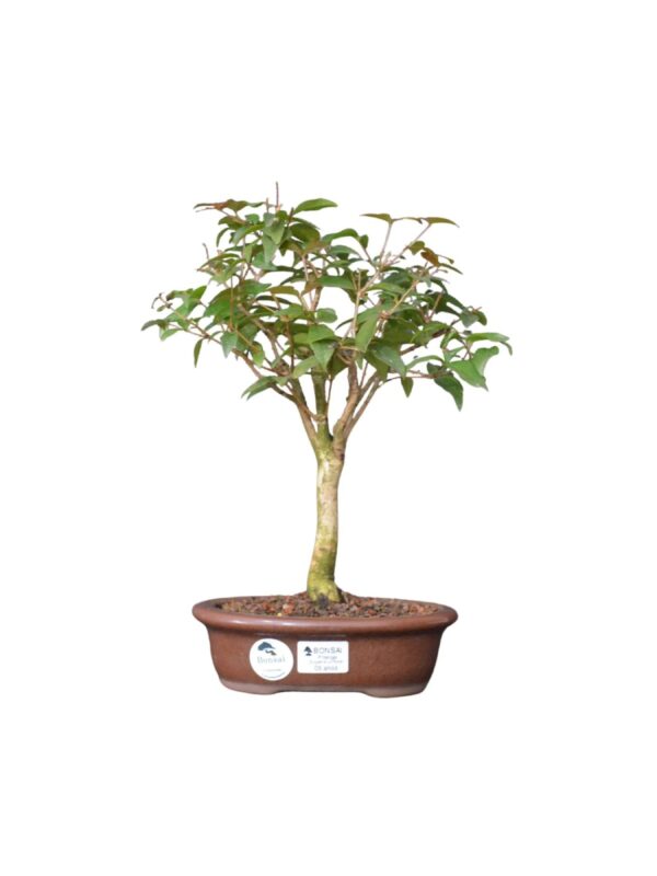 Bonsai de Pitanga