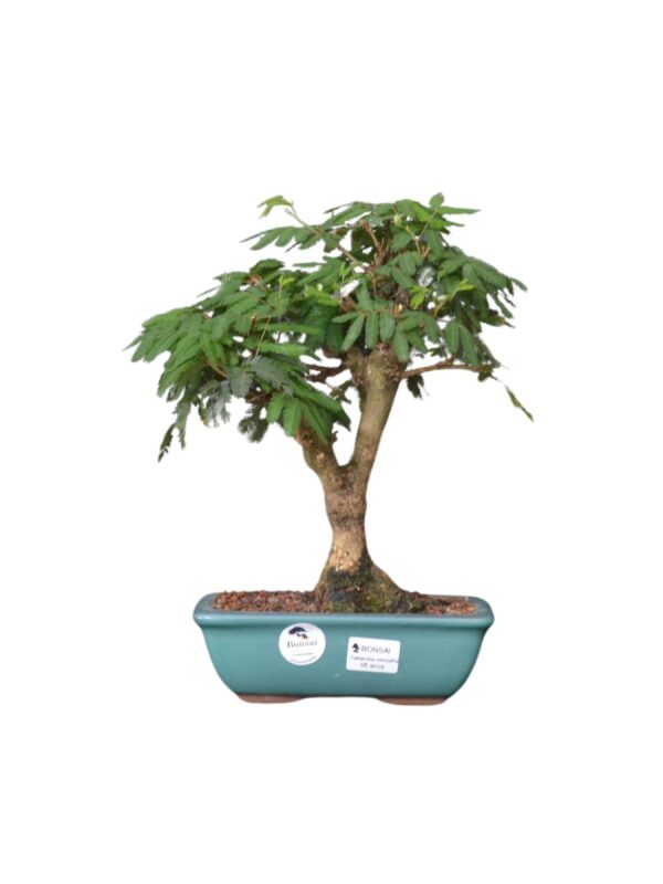 Bonsai Caliandra Vermelha