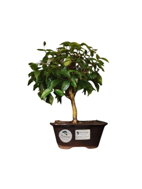 Bonsai de Pitanga