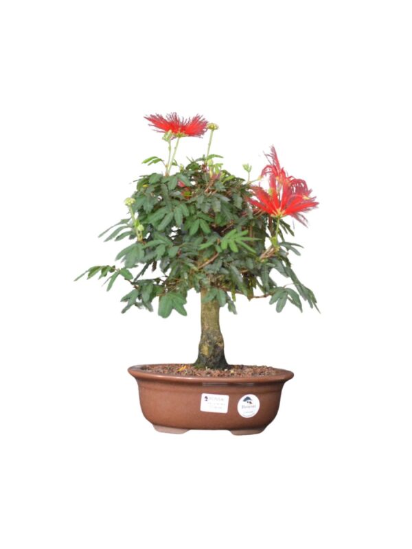 Bonsai Caliandra Vermelha